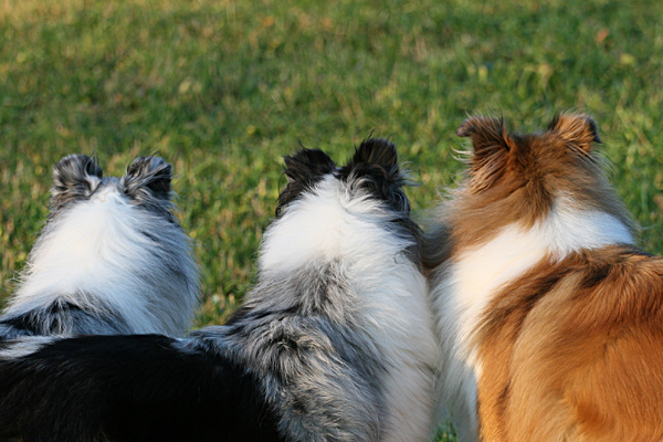 Collies