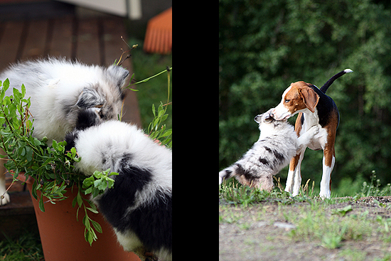 Puppies 2009