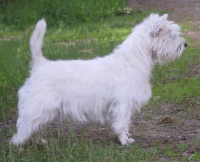 Hawkfield's Dalwhinnie