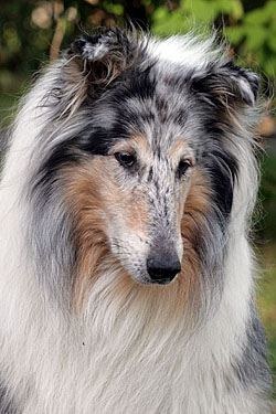 http://www.hawkfields.com/images/pics/Lempi_12vee-2.jpg
