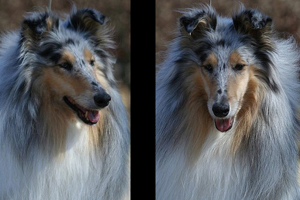 Shep's You Are So Precious