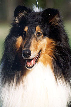 Ch HawkEire's Spirit O'Barksdale